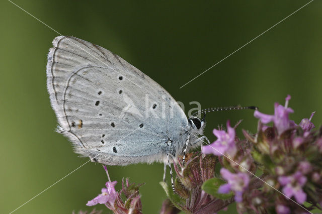 Provencal short-tailed blue (Cupido alcetas)