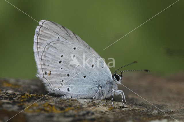 Zuidelijk staartblauwtje (Cupido alcetas)