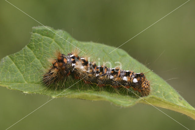 Zuringuil (Acronicta rumicis)