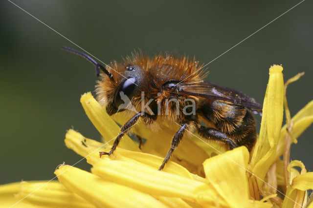 Zwartbronzen houtmetselbij (Osmia niveata)