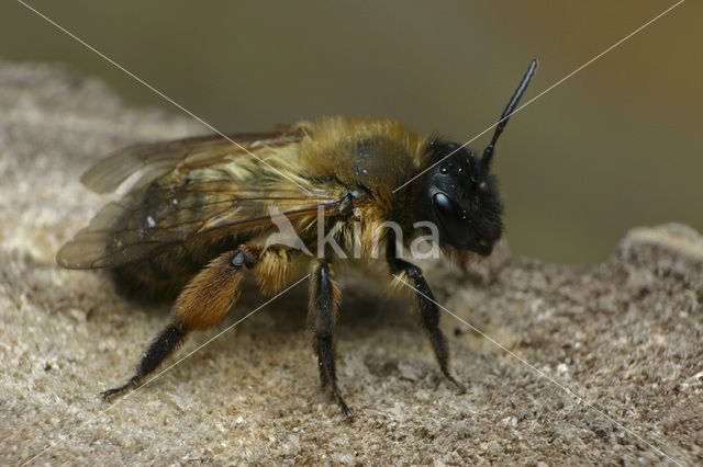 Zwartbronzen zandbij (Andrena nigroaenea)