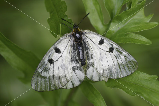 Zwarte apollovlinder (Parnassius mnemosyne)