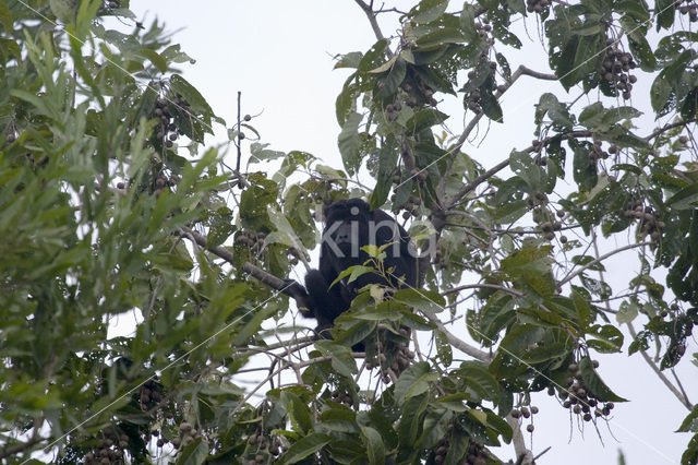 Zwarte brulaap (Alouatta caraya)