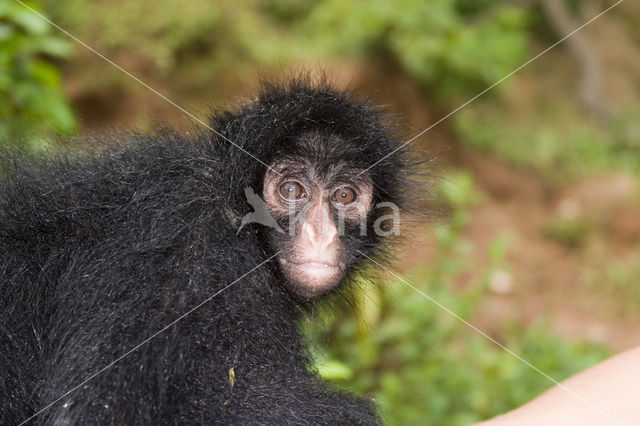 Colombian Black Spider Monkey (Ateles fusciceps robustus)