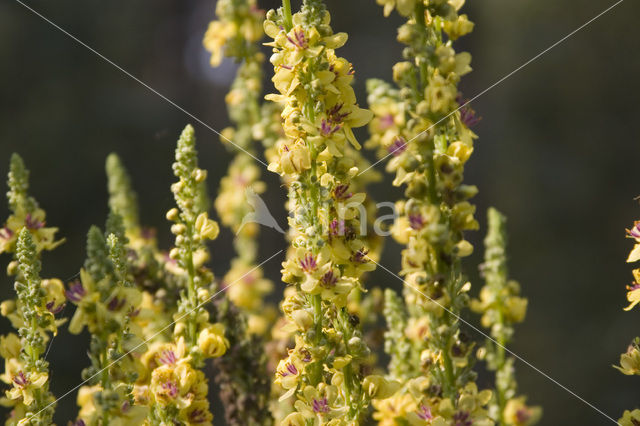 Zwarte toorts (Verbascum nigrum)