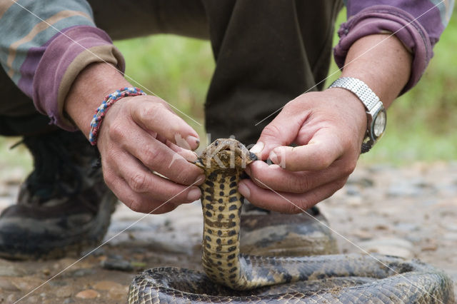 Black-necked Spitting Cobra (Naja nigricollis)