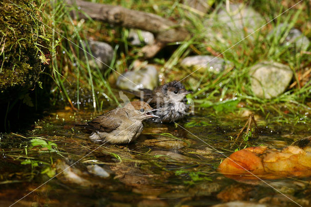 Blackcap (Sylvia atricapilla)