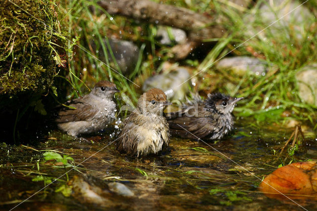 Blackcap (Sylvia atricapilla)