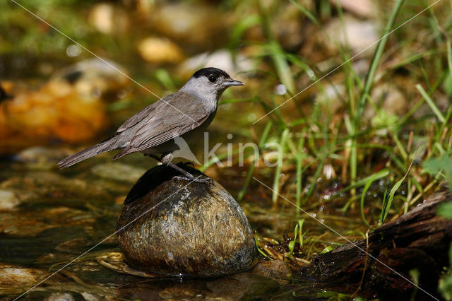 Blackcap (Sylvia atricapilla)