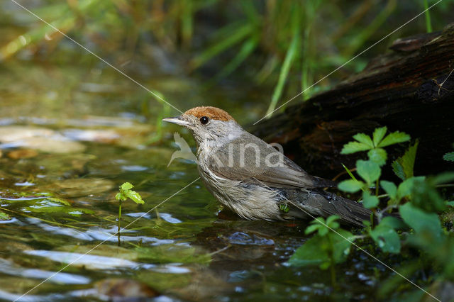 Blackcap (Sylvia atricapilla)