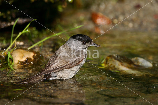 Zwartkop (Sylvia atricapilla)