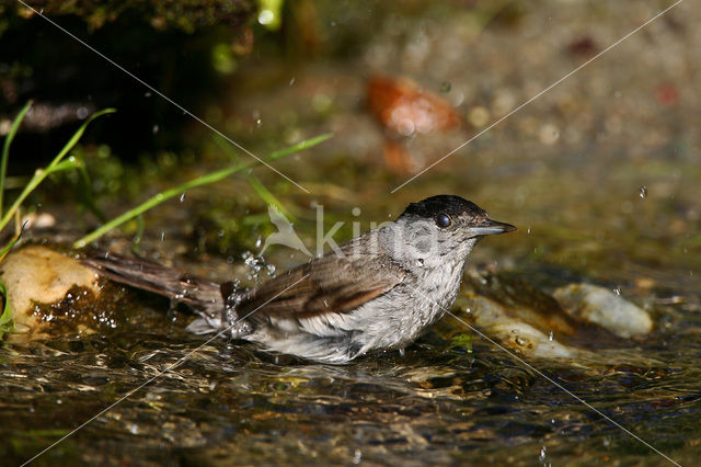 Blackcap (Sylvia atricapilla)