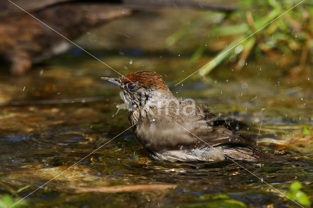 Blackcap (Sylvia atricapilla)