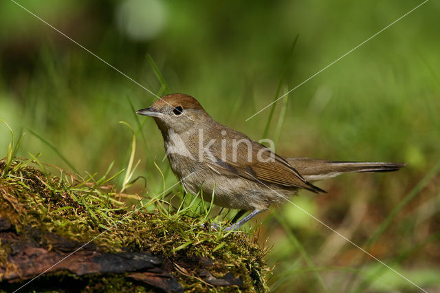 Blackcap (Sylvia atricapilla)