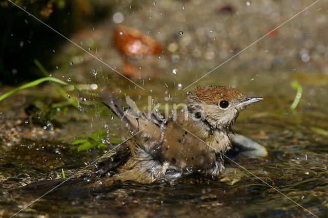 Blackcap (Sylvia atricapilla)