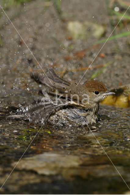 Blackcap (Sylvia atricapilla)