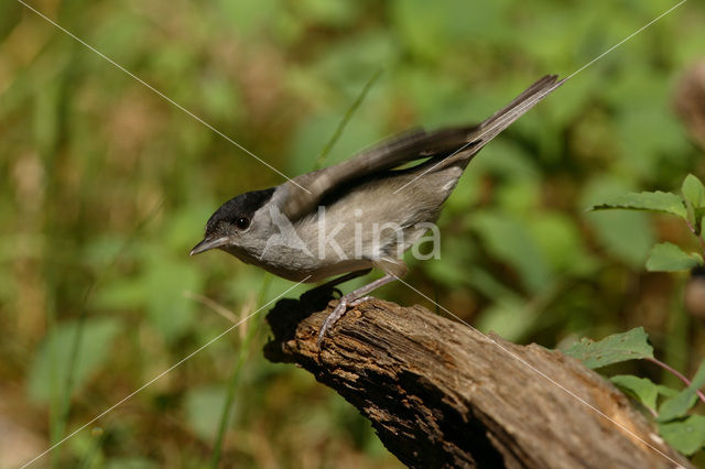 Zwartkop (Sylvia atricapilla)