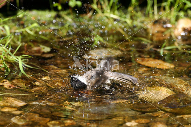 Blackcap (Sylvia atricapilla)