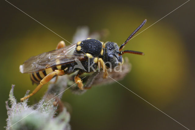 Zwartsprietwespbij (Nomada flavopicta)