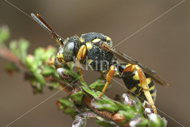 Wasp-bee (Nomada flavopicta)