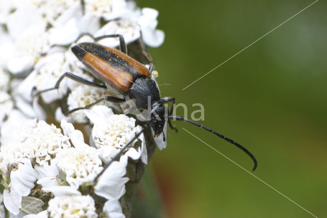 Stenurella melanura