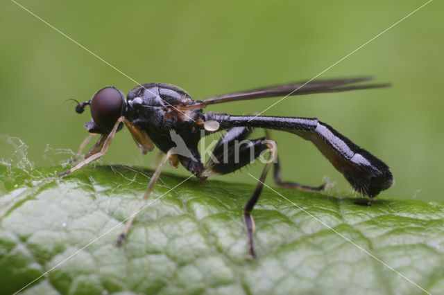 Zweefvlieg (Sphegina sp)