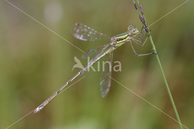 Zwervende pantserjuffer (Lestes barbarus)