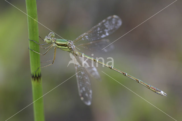 Zwervende pantserjuffer (Lestes barbarus)