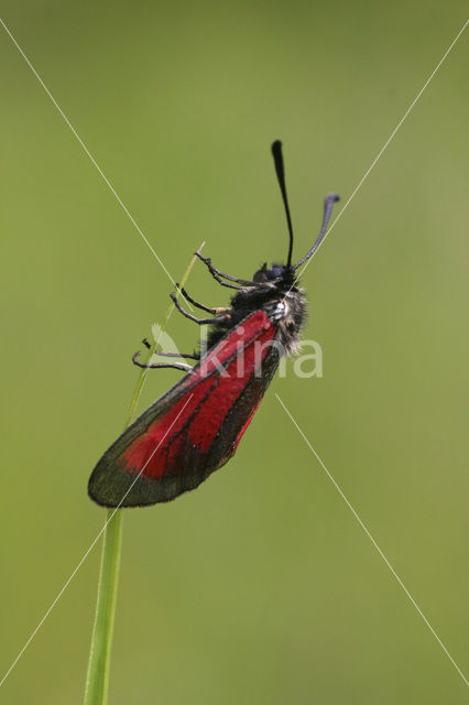 Zygaena purpuralis