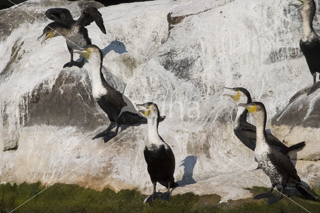 Long-tailed Cormorant (Phalacrocorax africanus)