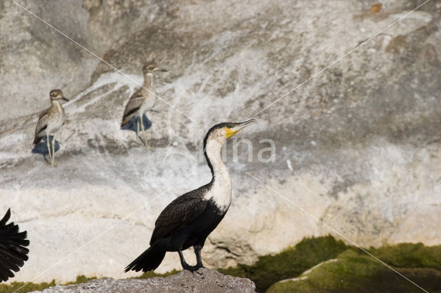 Long-tailed Cormorant (Phalacrocorax africanus)