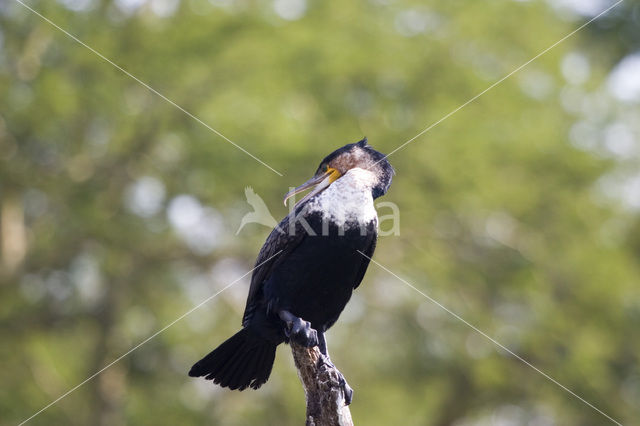 Long-tailed Cormorant (Phalacrocorax africanus)