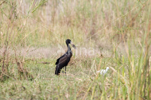 Afrikaanse gaper (Anastomus lamelligerus)