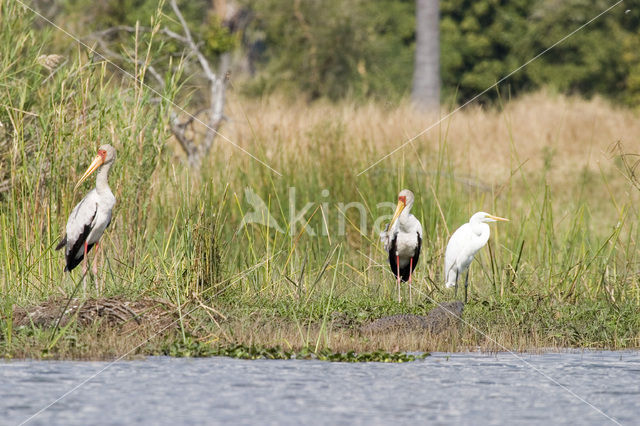 Yellow-billed stork (Mycteria ibis)