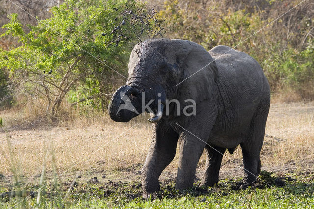 Afrikaanse olifant (Loxodonta africana)