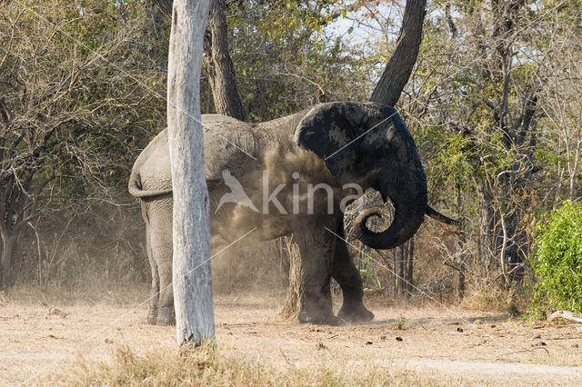 African elephant (Loxodonta africana)