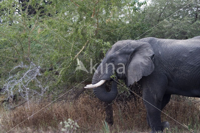 African elephant (Loxodonta africana)