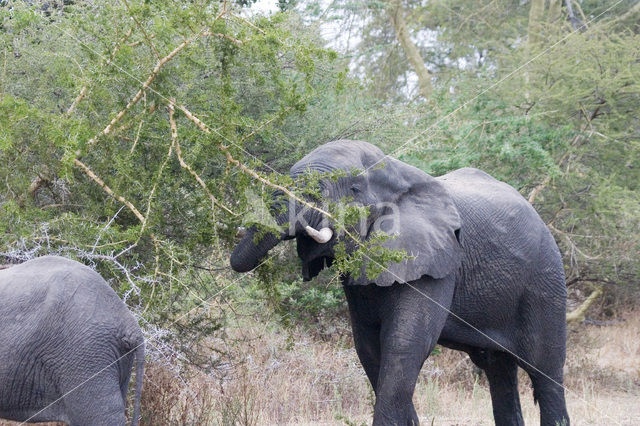 African elephant (Loxodonta africana)