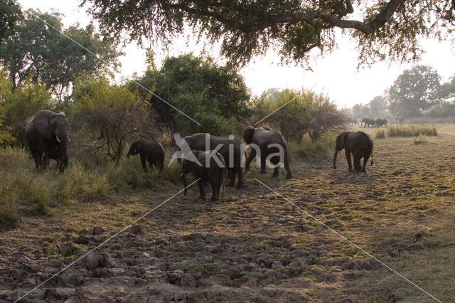 African elephant (Loxodonta africana)