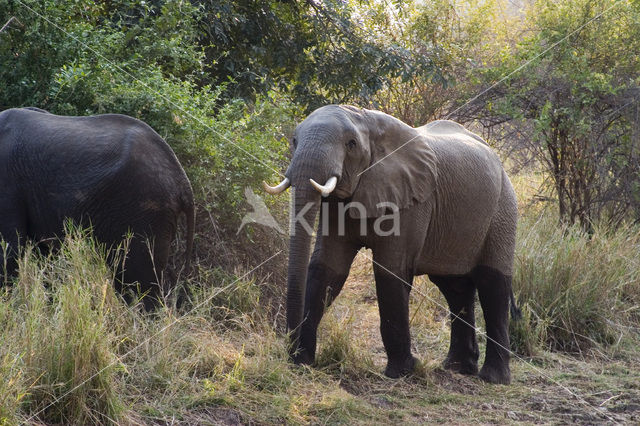 Afrikaanse olifant (Loxodonta africana)