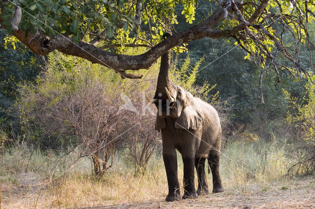 African elephant (Loxodonta africana)