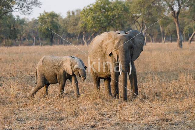 African elephant (Loxodonta africana)