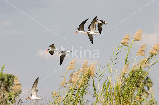 African Skimmer (Rynchops flavirostris)