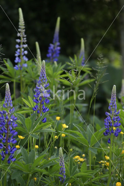 Alaska lupine (Lupinus nootkatensis)