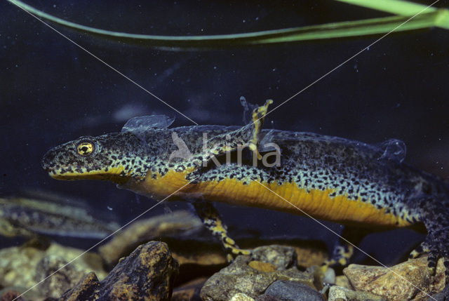 Alpine Newt (Ichthyosaura alpestris)