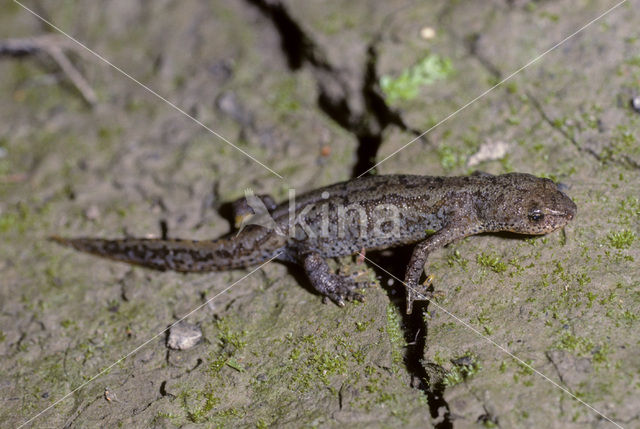 Alpine Newt (Ichthyosaura alpestris)