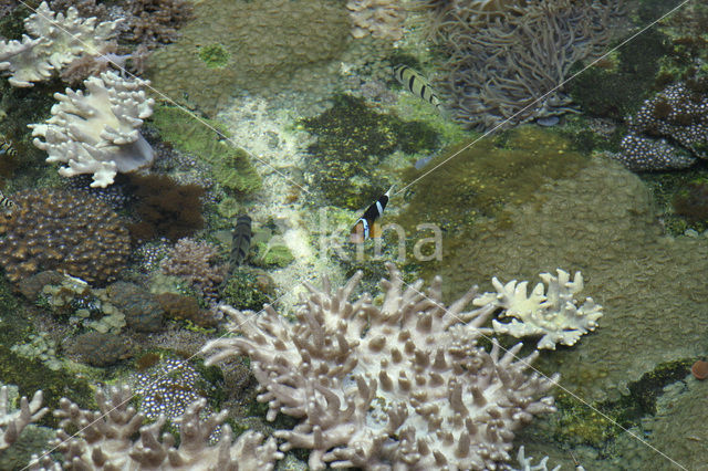 Anemonefish (Amphiprion spec)