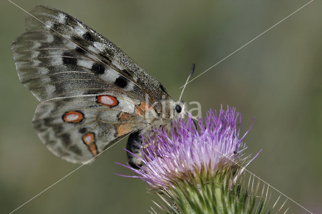 Apollovlinder (Parnassius apollo)
