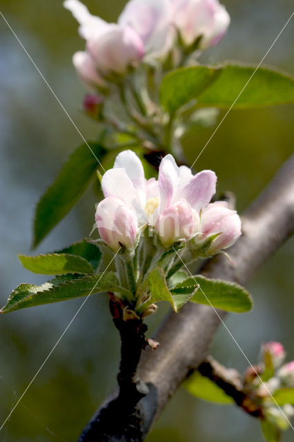 Apple (Malus domesticus)