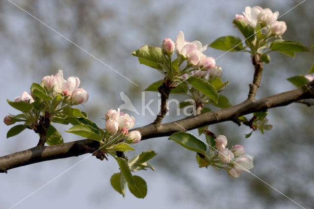 Apple (Malus domesticus)